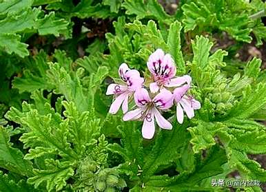 院子里种什么植物驱蚊？驱蚊植物有哪些品种？
