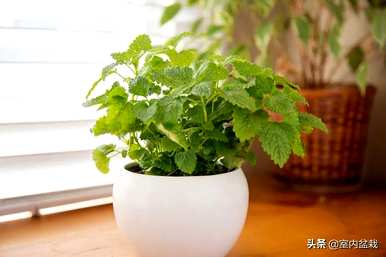 院子里种什么植物驱蚊？驱蚊植物有哪些品种？