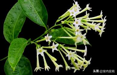 院子里种什么植物驱蚊？驱蚊植物有哪些品种？