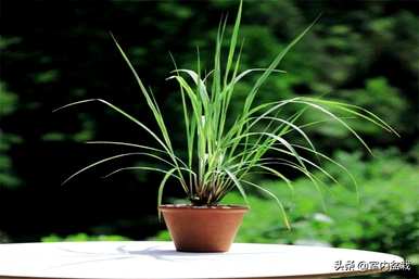 院子里种什么植物驱蚊？驱蚊植物有哪些品种？