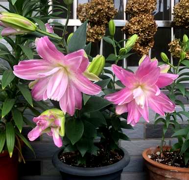 百合如何种植效益最好，百合如何种植