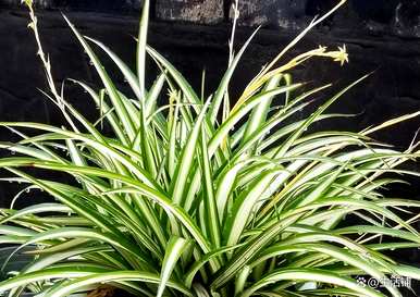 种植紫吊兰的方法，如何种植吊兰？