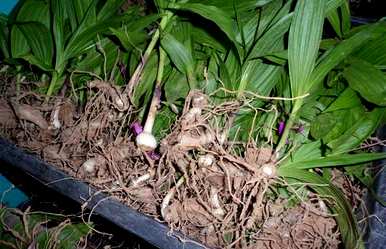 如何成功种植白芨种子，如何种植白芨种子？