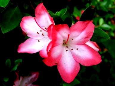 如何管理杜鹃花的花蕾期？