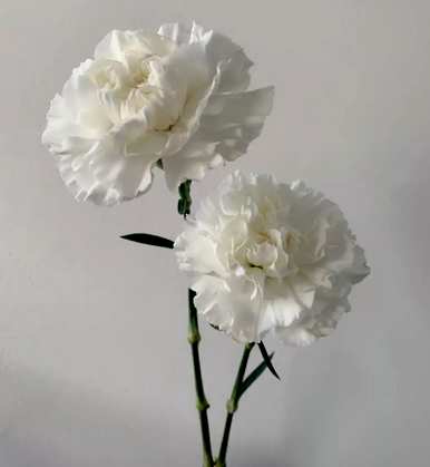 什么是康乃馨花语？11朵康乃馨花语