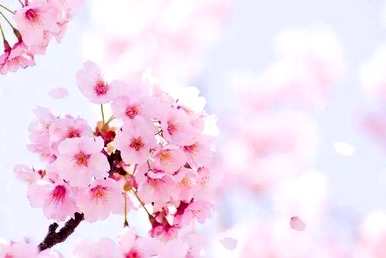 三月开什么花，三月开什么白花？