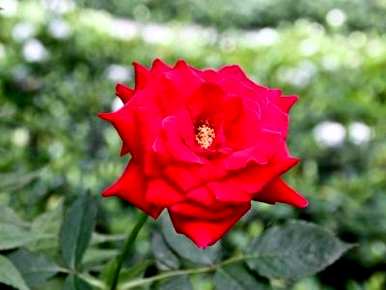 月季花怎么养花瓶比较好？月季花怎么养比较好？