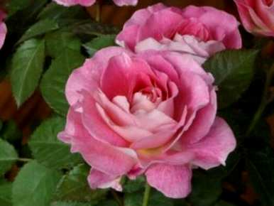 月季花怎么养花瓶比较好？月季花怎么养比较好？