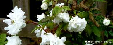 茶花语关于爱情，茶花语是什么？