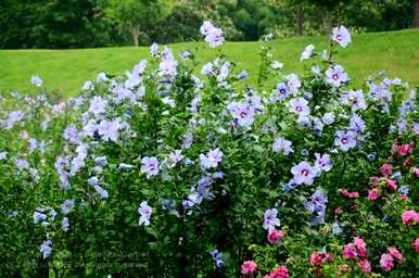 芙蓉花的寓意是什么？芙蓉花语的寓意是什么？