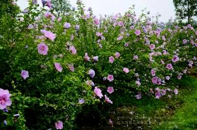 芙蓉花的寓意是什么？芙蓉花语的寓意是什么？