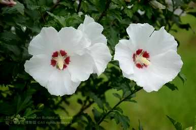 芙蓉花的寓意是什么？芙蓉花语的寓意是什么？