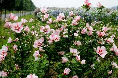 芙蓉花的寓意是什么？芙蓉花语的寓意是什么？