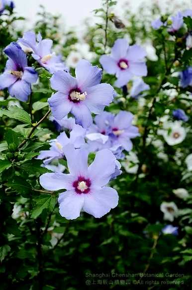 芙蓉花的寓意是什么？芙蓉花语的寓意是什么？