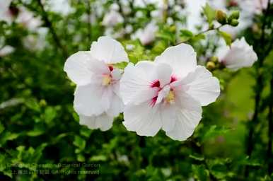 芙蓉花的寓意是什么？芙蓉花语的寓意是什么？
