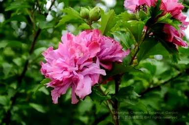 芙蓉花的寓意是什么？芙蓉花语的寓意是什么？