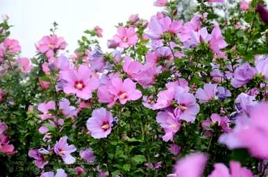 芙蓉花的寓意是什么？芙蓉花语的寓意是什么？