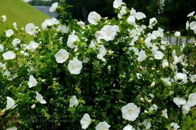 芙蓉花的寓意是什么？芙蓉花语的寓意是什么？