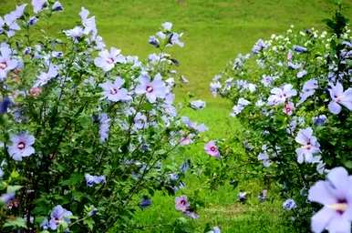 芙蓉花的寓意是什么？芙蓉花语的寓意是什么？