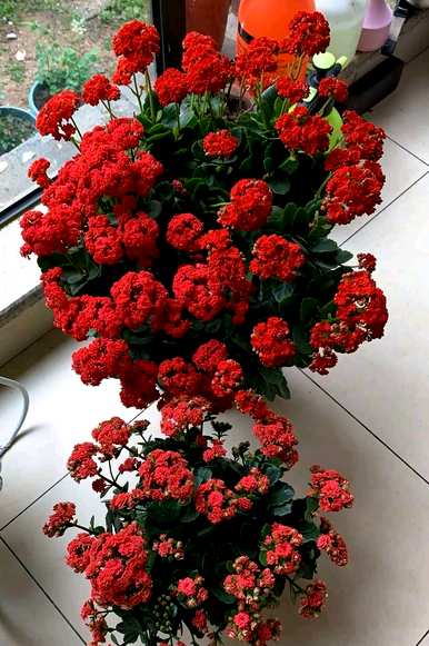 如何让长寿花快速长芽，长寿花长芽还遮阴吗？
