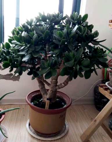 玉树怎样养才能开花，玉树养了八年也不开花
