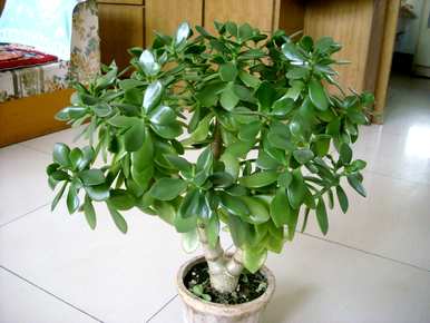 玉树怎样养才能开花，玉树养了八年也不开花
