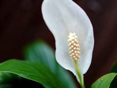 花一帆风顺怎么养，花一帆风顺怎么养？