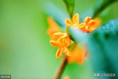桂花何时扦插，桂花矿泉水瓶扦插