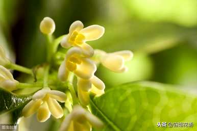 桂花何时扦插，桂花矿泉水瓶扦插