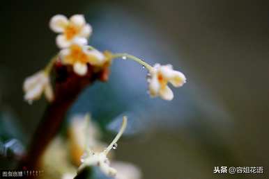 桂花何时扦插，桂花矿泉水瓶扦插