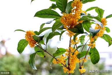 桂花何时扦插，桂花矿泉水瓶扦插