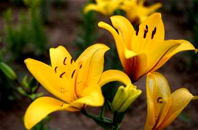 百合花的花语和寓意百年好合，百合花的花语和寓意