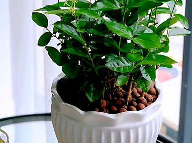 如何种植视频教程，如何种植茉莉花
