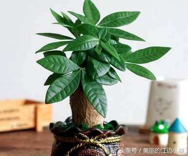如何种植室内发财树？如何种植室内发财树？