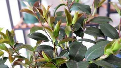 茶花什么时候开，茶花什么时候开迎新年？