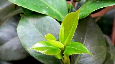 茶花什么时候开，茶花什么时候开迎新年？