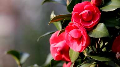 茶花什么时候开，茶花什么时候开迎新年？