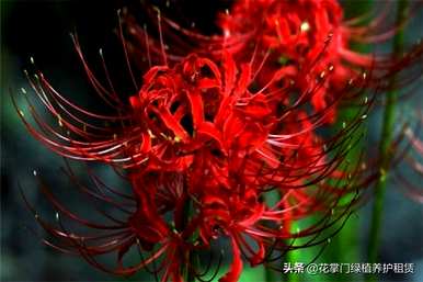 对岸花的花语是什么？你能养家吗？对岸花的花语是什么？
