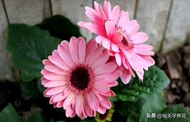 如何饲养非洲菊，如何饲养非洲菊