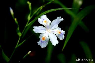 鸢尾的寓意是什么，鸢尾的寓意是什么？