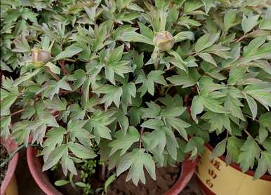 牡丹花哪个季节最好，牡丹花哪个季节最适合南方