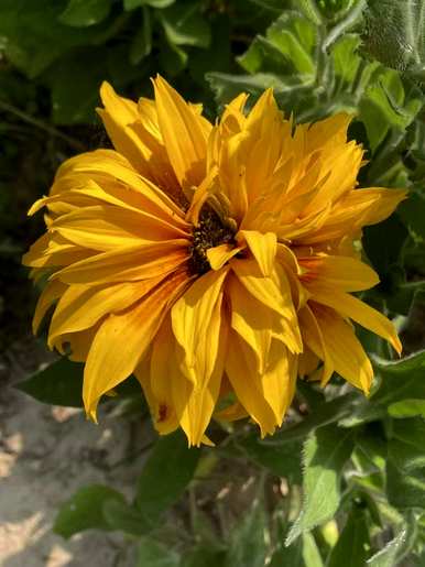 黑心菊的花语是什么，黄白菊的花语是什么？