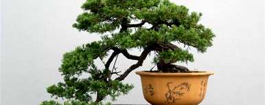 松树盆景品种最好养，松树盆景怎么养？