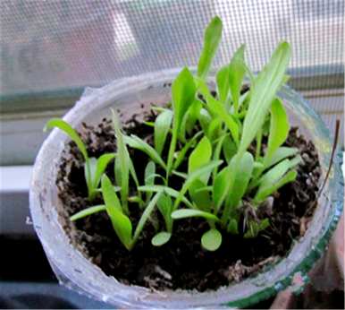 勋章菊何时发芽，勋章菊何时种植