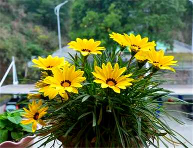 勋章菊何时发芽，勋章菊何时种植