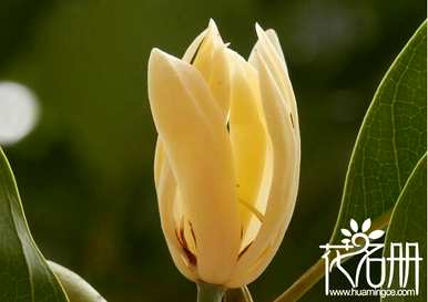白兰花语和象征，樱桃白兰花语