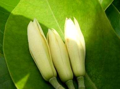 白兰花语和象征，樱桃白兰花语