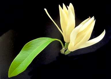 白兰花语和象征，樱桃白兰花语