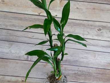 土壤栽培富贵竹育种方法，富贵竹植物如何育种