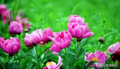 牡丹花语是什么意思？重瓣牡丹花语和寓意是什么？